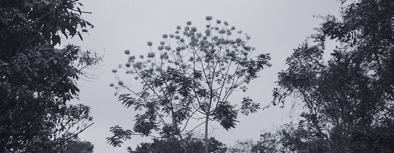 Ponce Enríquez, árbol de guayacán